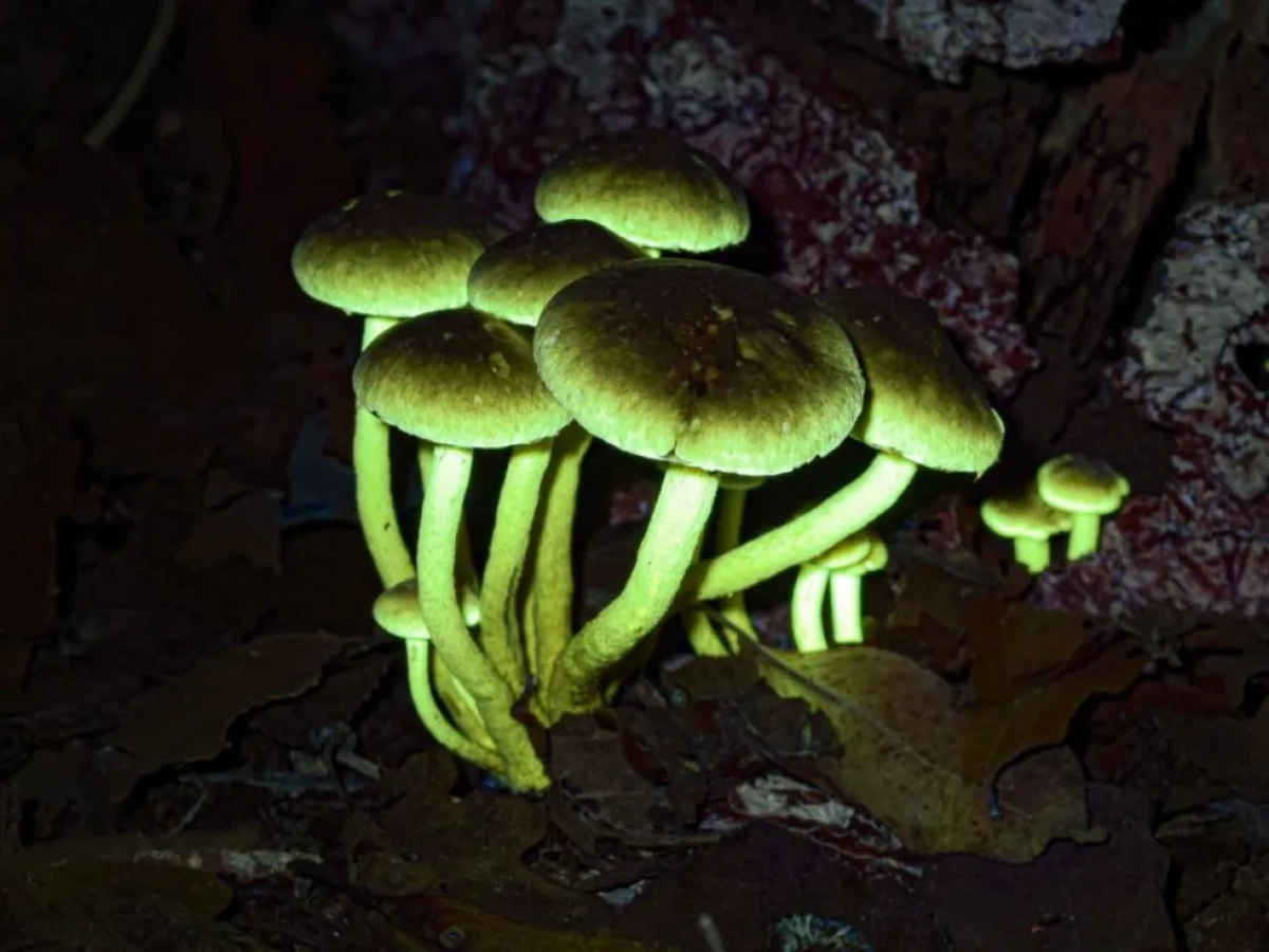 Lezing Fluorescentie in onze Natuur